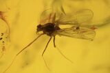 Fossil Fly (Diptera) Cluster In Baltic Amber #109478-2